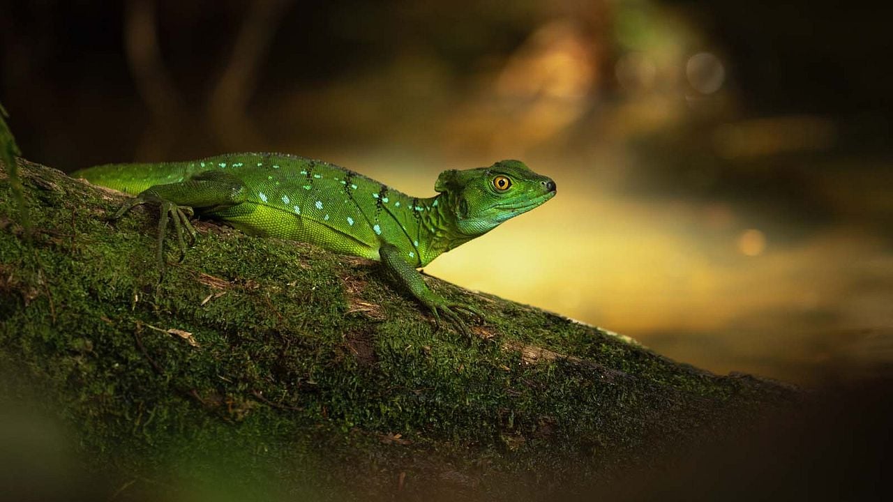 La vida secreta de los animales : Foto