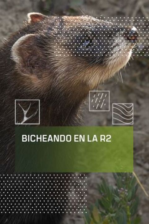 Bicheando en la R2 : Cartel