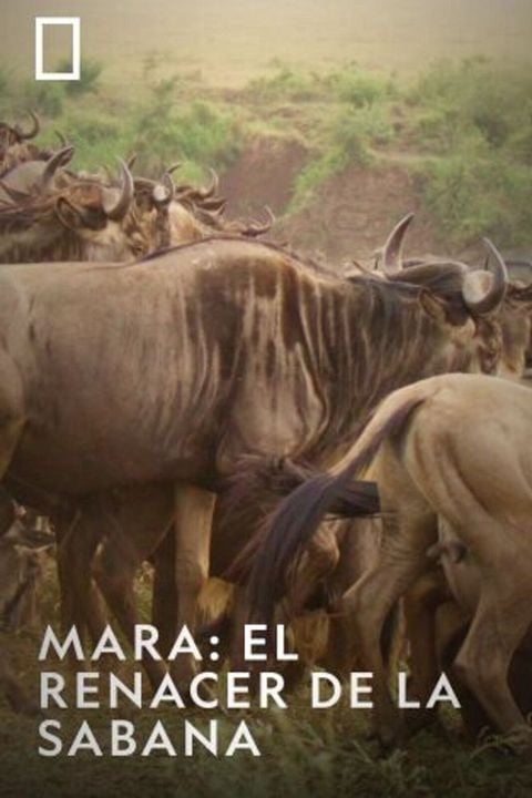 Mara: el renacer de la Sabana : Cartel