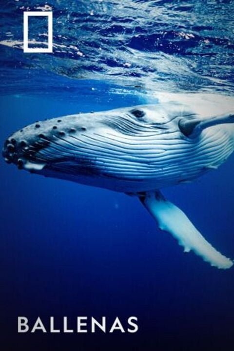 Ballenas : Cartel