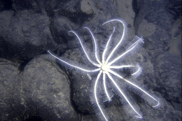 Misterios del océano : Foto