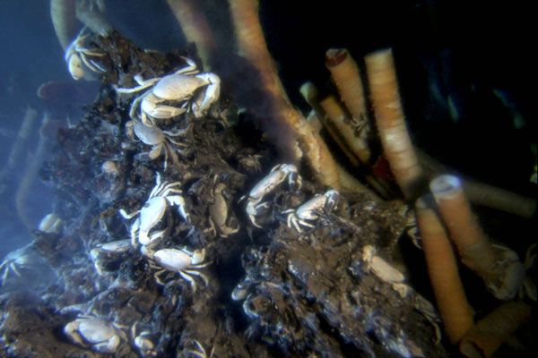 Misterios del océano : Foto