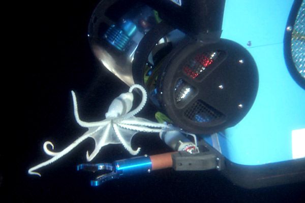 Misterios del océano : Foto