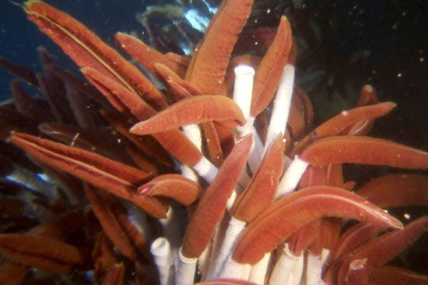 Misterios del océano : Foto