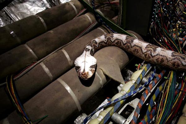 Serpientes en el avión : Foto