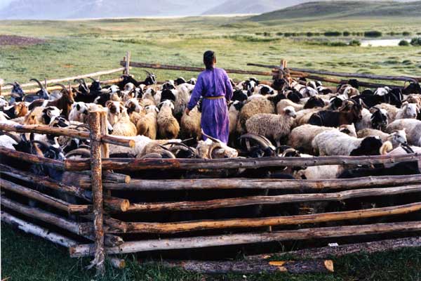 El Perro Mongol : Foto Byambasuren Davaa
