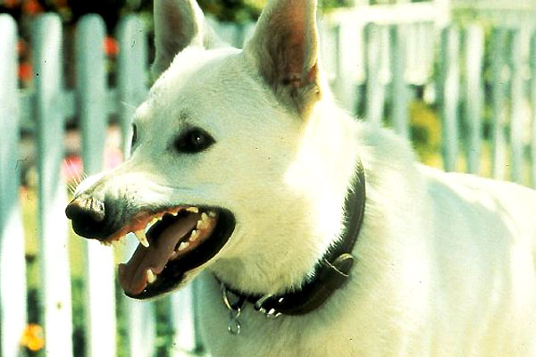 Perro blanco : Foto Samuel Fuller