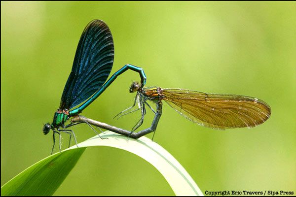 Foto Laurent Charbonnier