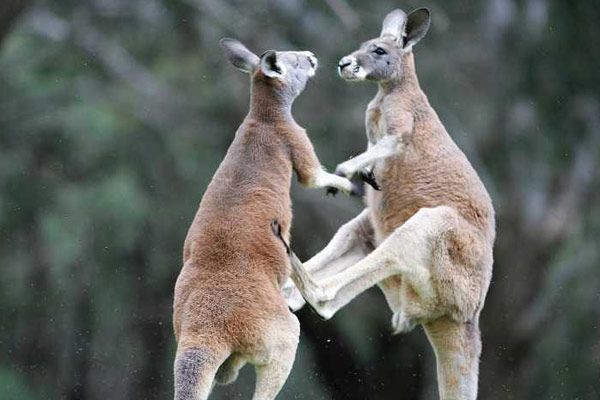Foto Laurent Charbonnier