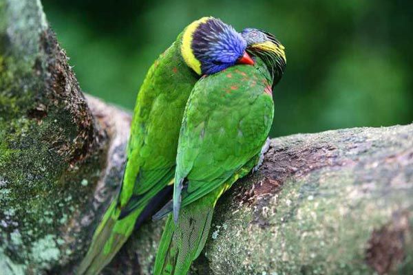 Foto Laurent Charbonnier