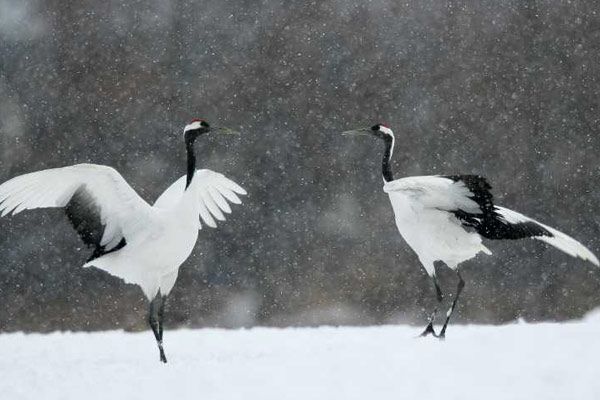 Foto Laurent Charbonnier
