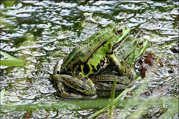 Foto Laurent Charbonnier