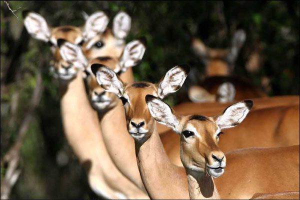 Foto Laurent Charbonnier