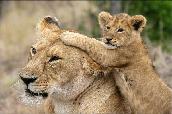 Foto Laurent Charbonnier