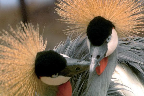 Foto Mario Andreacchio