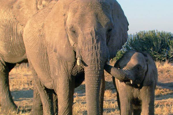 Foto Mario Andreacchio