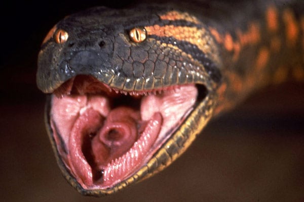 Anaconda : Foto