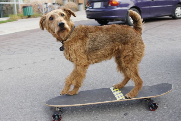 Perro al rescate : Foto Todd Holland