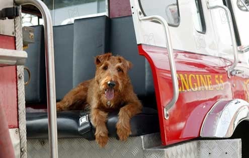 Perro al rescate : Foto Todd Holland