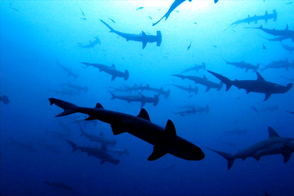 Tiburón, en las garras del hombre : Foto Rob Stewart