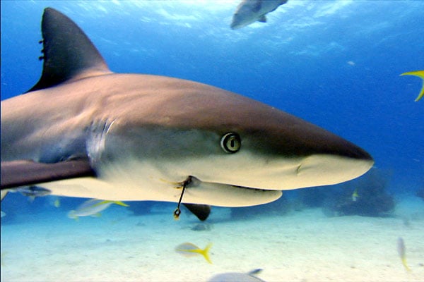 Tiburón, en las garras del hombre : Foto Rob Stewart