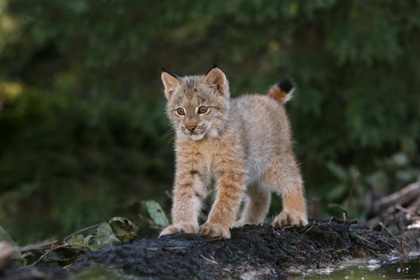 Mechón Blanco, las aventuras del pequeño castor : Foto