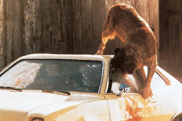 Cujo : Foto Lewis Teague