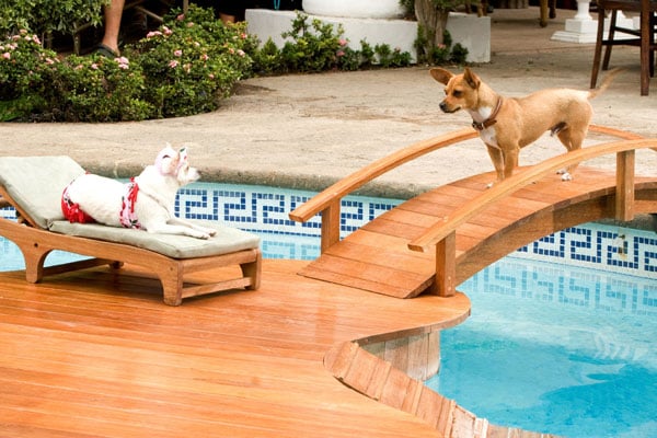 Un chihuahua en Beverly Hills : Foto Raja Gosnell