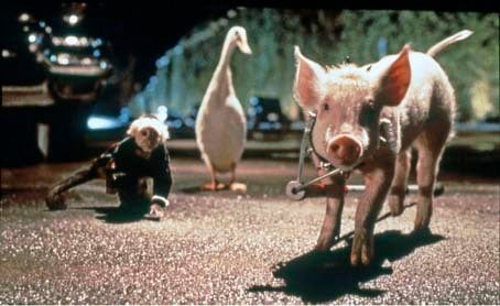 Babe, el cerdito en la ciudad : Foto George Miller