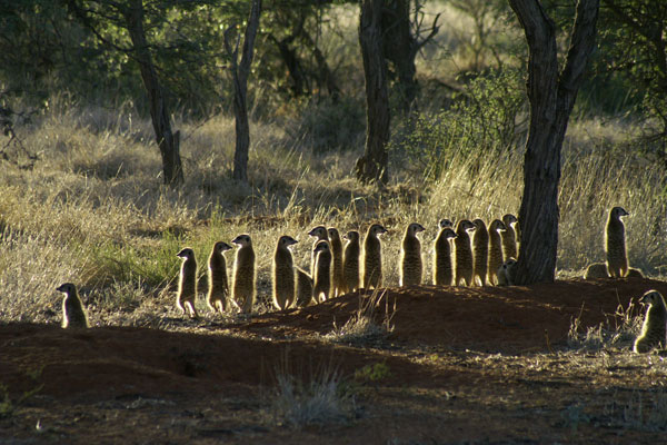 The Meerkats : Foto