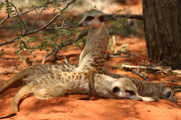 The Meerkats : Foto