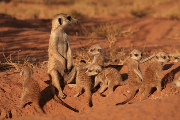 The Meerkats : Foto