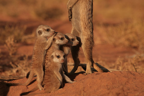 The Meerkats : Foto