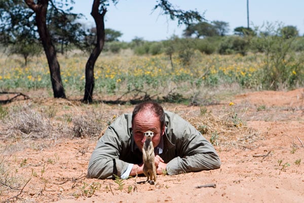 The Meerkats : Foto