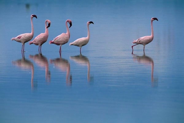 Disneynature. Crimson Wing : Foto Matthew Aeberhard, Leander Ward