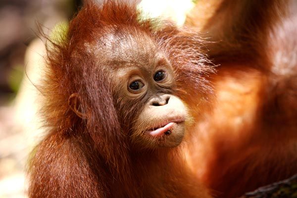 Foto Charlie Hamilton James