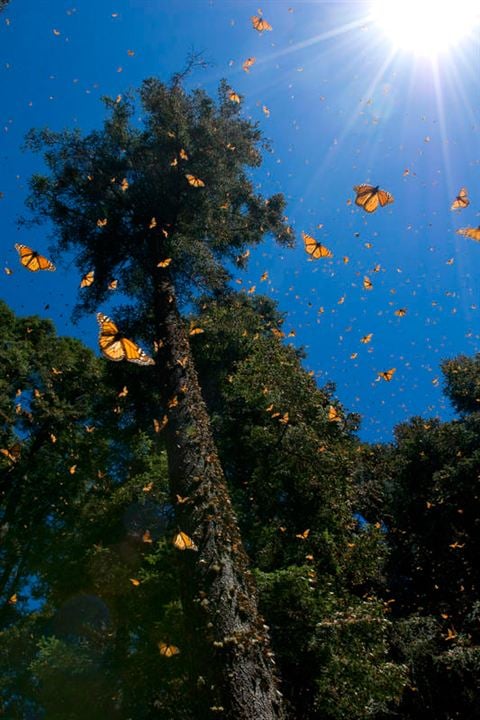 Disneynature: Wings of Life : Foto Louie Schwartzberg