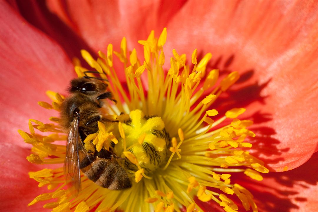 Disneynature: Wings of Life : Foto Louie Schwartzberg