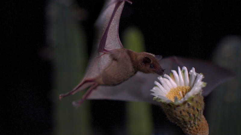 Disneynature: Wings of Life : Foto Louie Schwartzberg