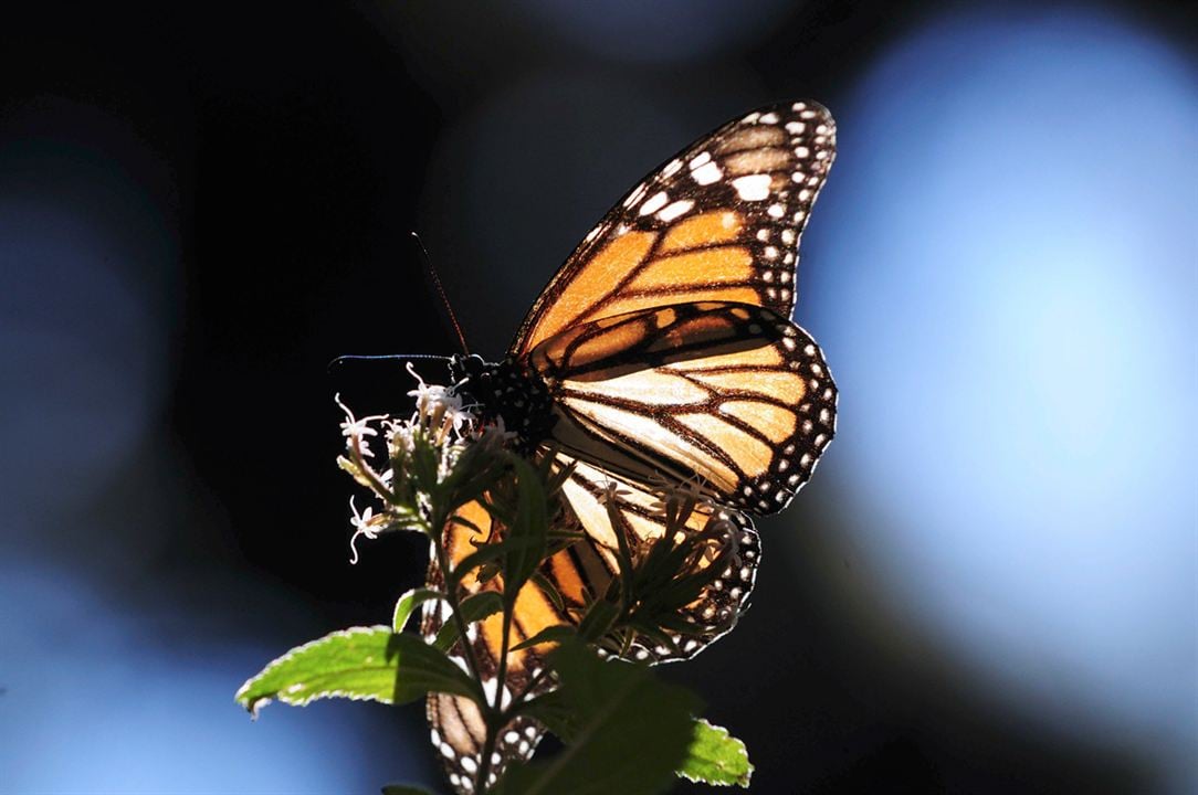 Disneynature: Wings of Life : Foto Louie Schwartzberg