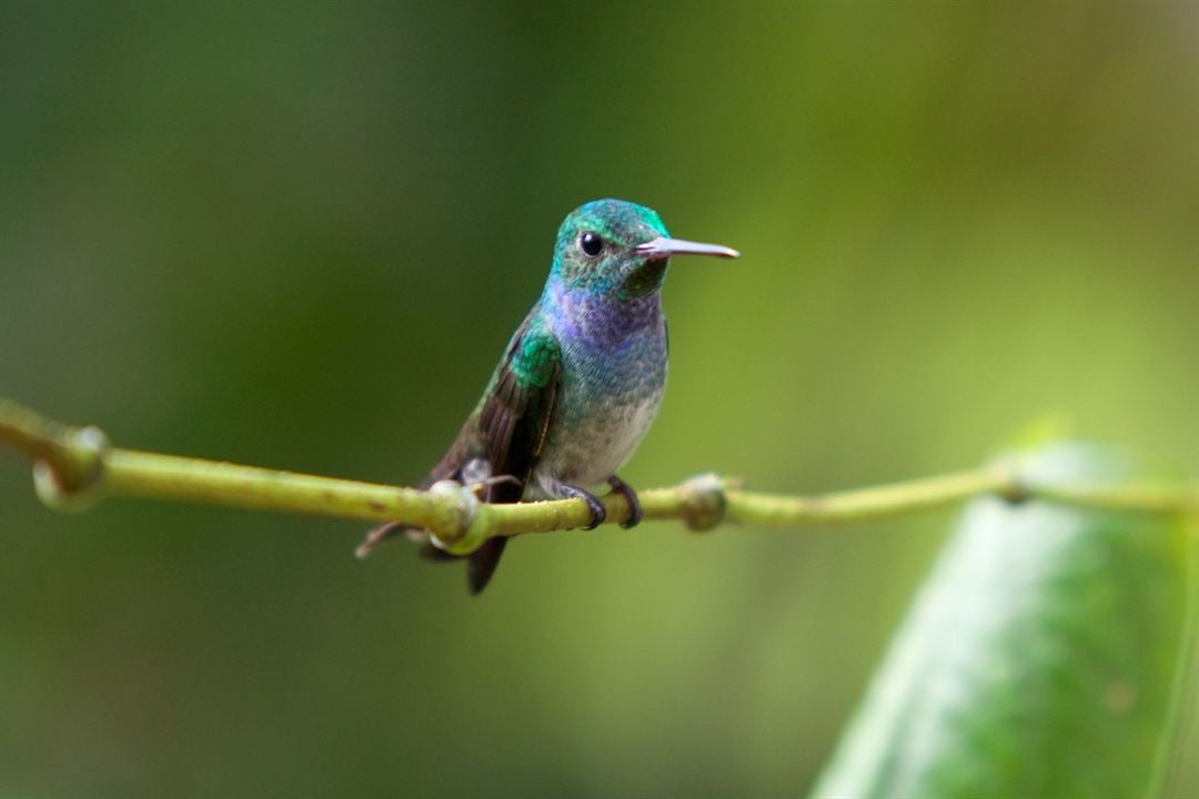 Disneynature: Wings of Life : Foto Louie Schwartzberg