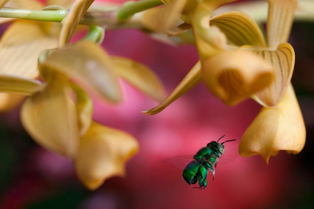 Disneynature: Wings of Life : Foto Louie Schwartzberg