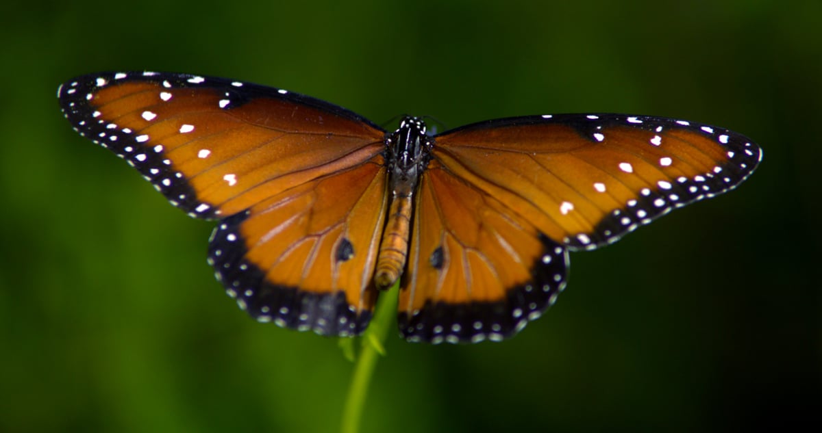 Disneynature: Wings of Life : Foto Louie Schwartzberg