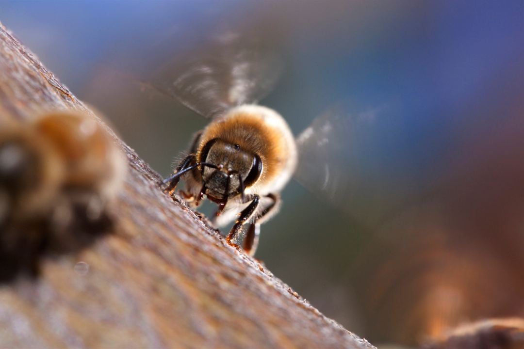 Disneynature: Wings of Life : Foto Louie Schwartzberg