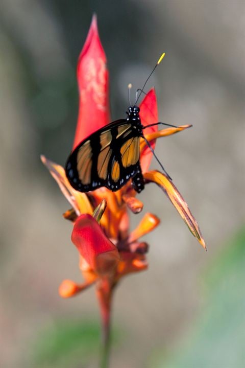 Disneynature: Wings of Life : Foto Louie Schwartzberg