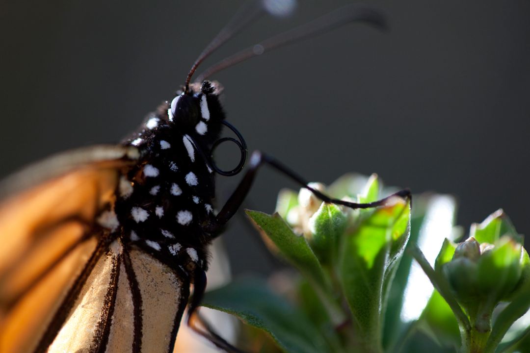 Disneynature: Wings of Life : Foto Louie Schwartzberg