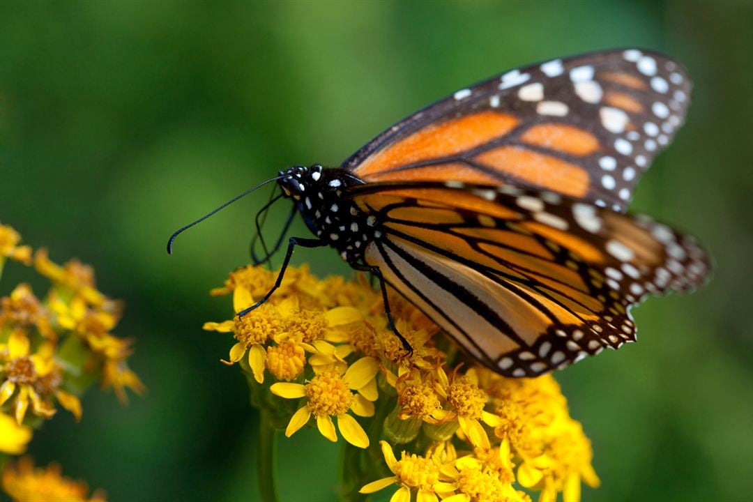 Disneynature: Wings of Life : Foto Louie Schwartzberg