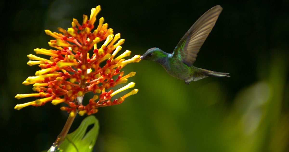 Disneynature: Wings of Life : Foto Louie Schwartzberg