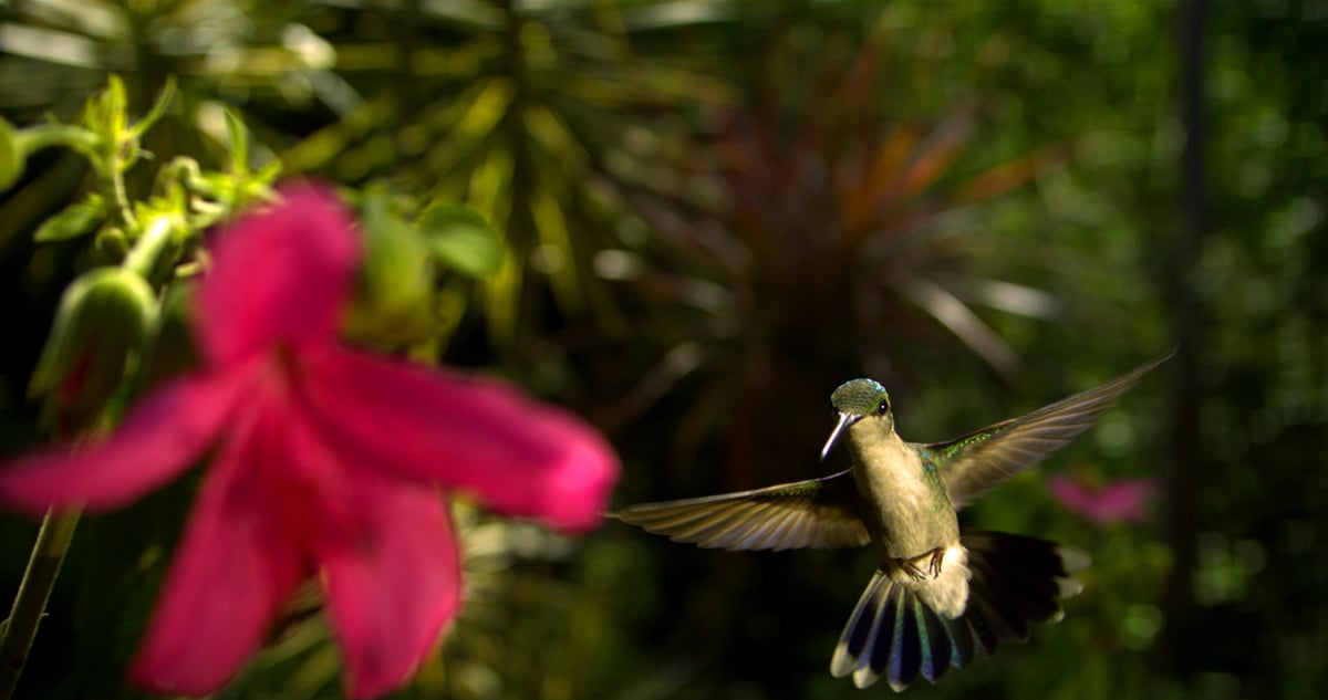 Disneynature: Wings of Life : Foto Louie Schwartzberg