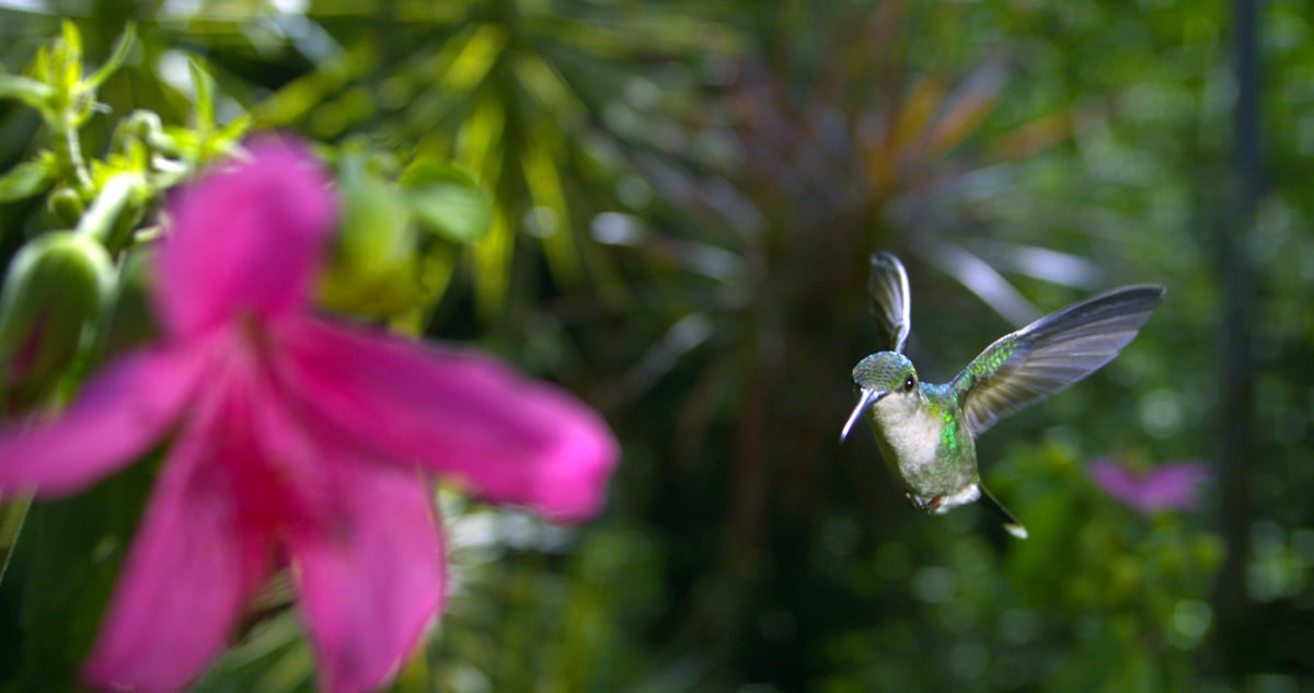 Disneynature: Wings of Life : Foto Louie Schwartzberg